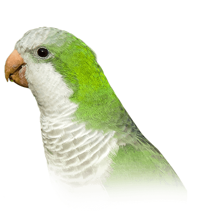 Cotorra Argentina